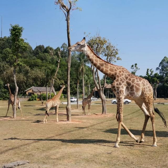 「廣州」長隆野生動物世界游玩攻略，帶你不走回頭路玩遍全園區(qū)