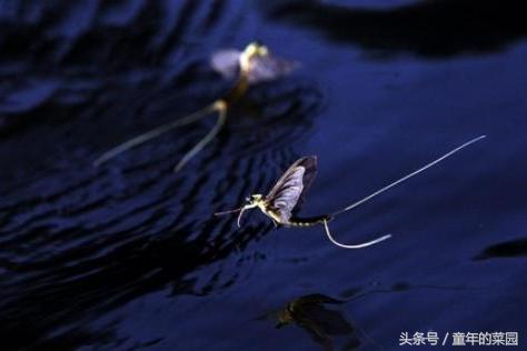 世界上生命最短的動物，只能活一天，只顧著忙這件事