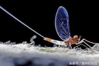 世界上生命最短的動物，只能活一天，只顧著忙這件事