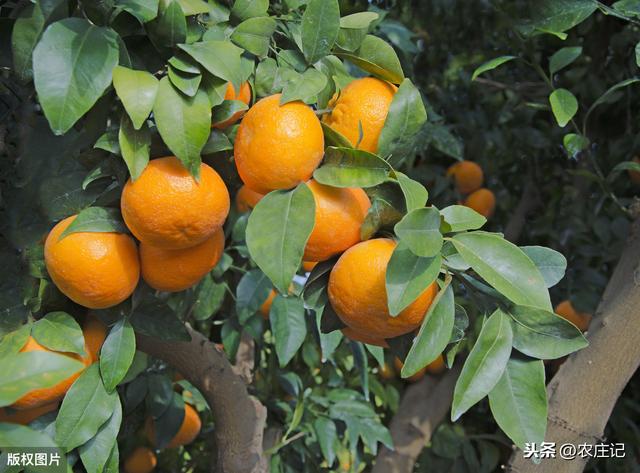 柑橘幼樹什么時(shí)候摘心最好？出現(xiàn)鳳蝶幼蟲該怎么辦？如何預(yù)防？
