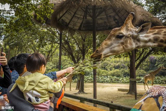 長隆野生動物世界:全國最大的野生動物園