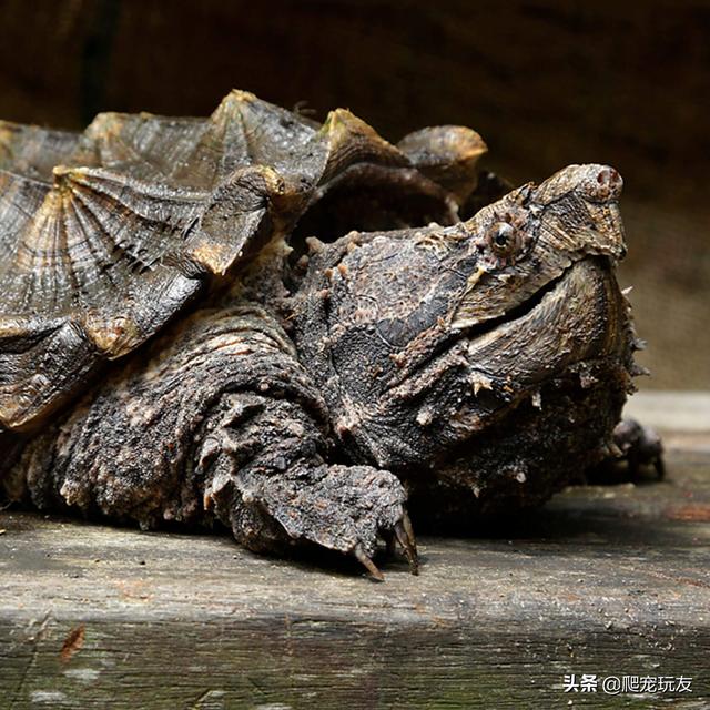 智勇雙全的大鱷龜