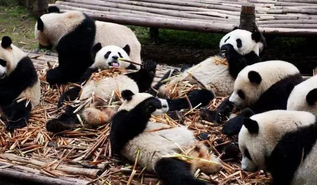 為什么只有中國才有大熊貓？熊貓繁殖能力為什么這么差？