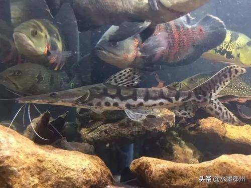 淡水魚養(yǎng)殖技術(shù)
