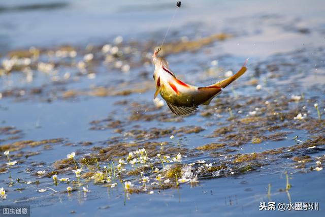 淡水魚養(yǎng)殖技術(shù)