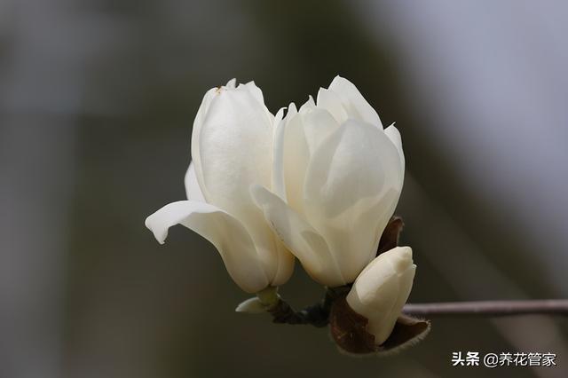 美麗漂亮的白玉蘭（人間二月天最美白玉蘭）(12)