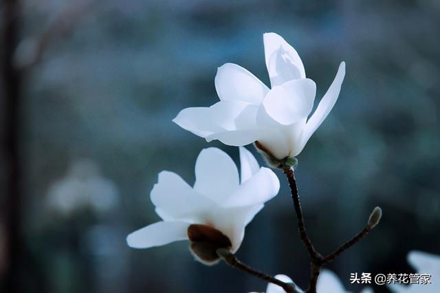 美麗漂亮的白玉蘭（人間二月天最美白玉蘭）(10)