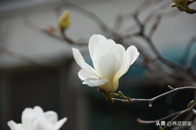 美麗漂亮的白玉蘭（人間二月天最美白玉蘭）(15)