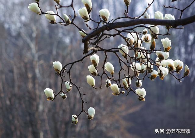 美麗漂亮的白玉蘭（人間二月天最美白玉蘭）(5)