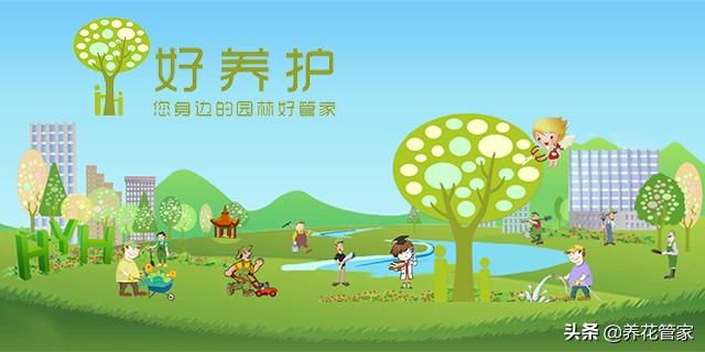 美麗漂亮的白玉蘭（人間二月天最美白玉蘭）(19)