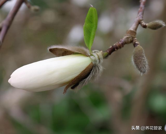 美麗漂亮的白玉蘭（人間二月天最美白玉蘭）(6)