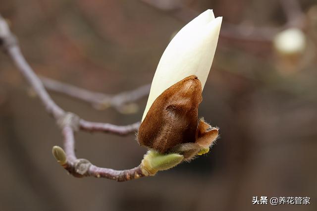 美麗漂亮的白玉蘭（人間二月天最美白玉蘭）(11)