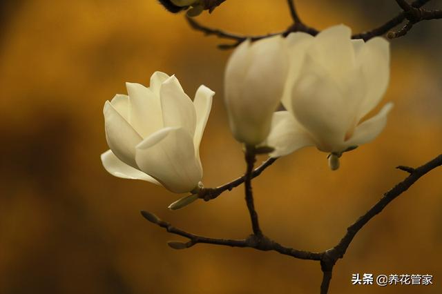 美麗漂亮的白玉蘭（人間二月天最美白玉蘭）(7)