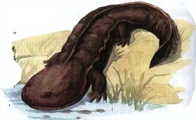 娃娃魚(yú)是人類祖先嗎(山海經(jīng)現(xiàn)存物種之一)(3)
